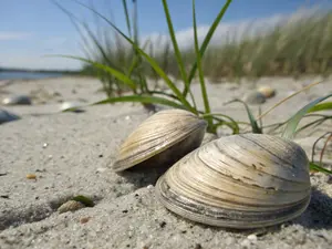 bivalves